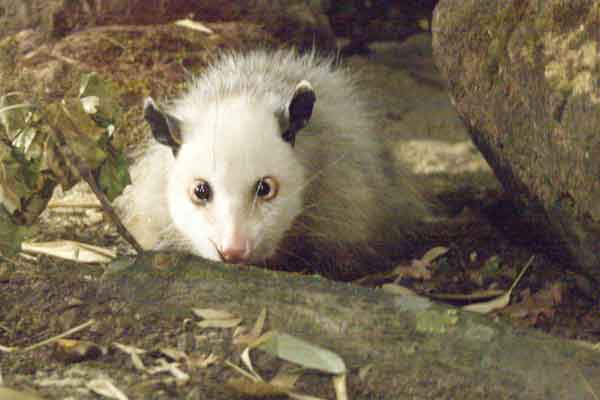 Zoo Leipzig - Opossum Heidi wird nicht ausgestopft