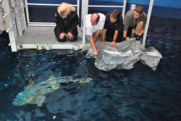 Ammenhaie ziehen ins OZEANEUM Stralsund - Foto: ostSeh/OZEANEUM