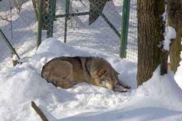 Wölfe breiten sich in Sachsen aus – Förderung für Schutz von Nutztieren möglich