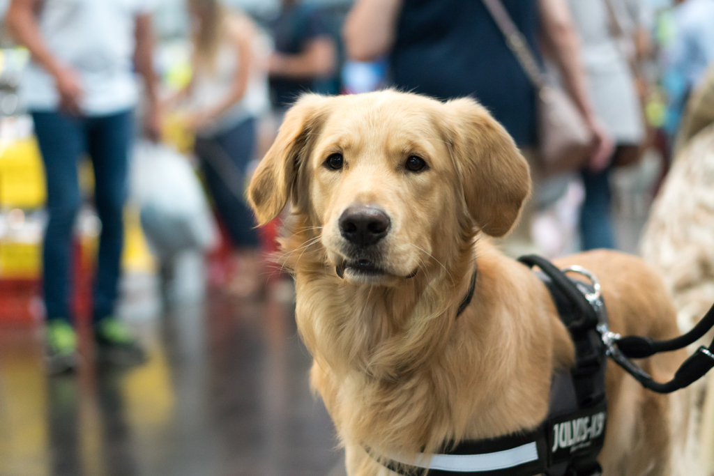 Messe Hund und Katz mit starkem Zulauf LeipzigSeiten