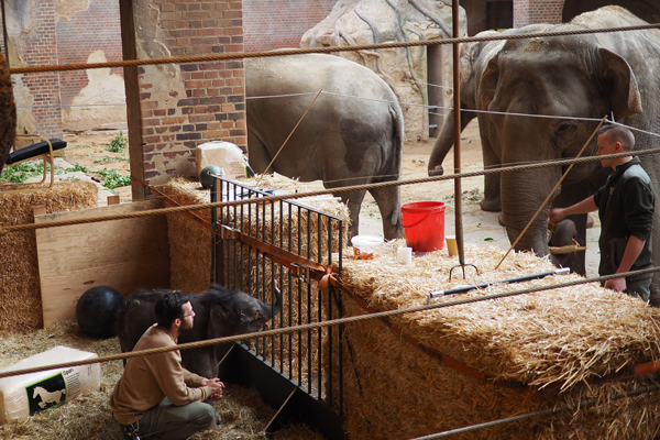 Leipziger Elefantenherde lernt Umgang mit dem Nachwuchs