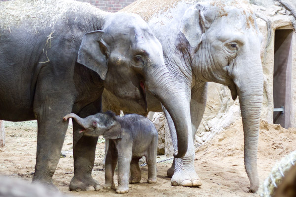 Nachwuchs bei den Elefanten im Zoo Leipzig