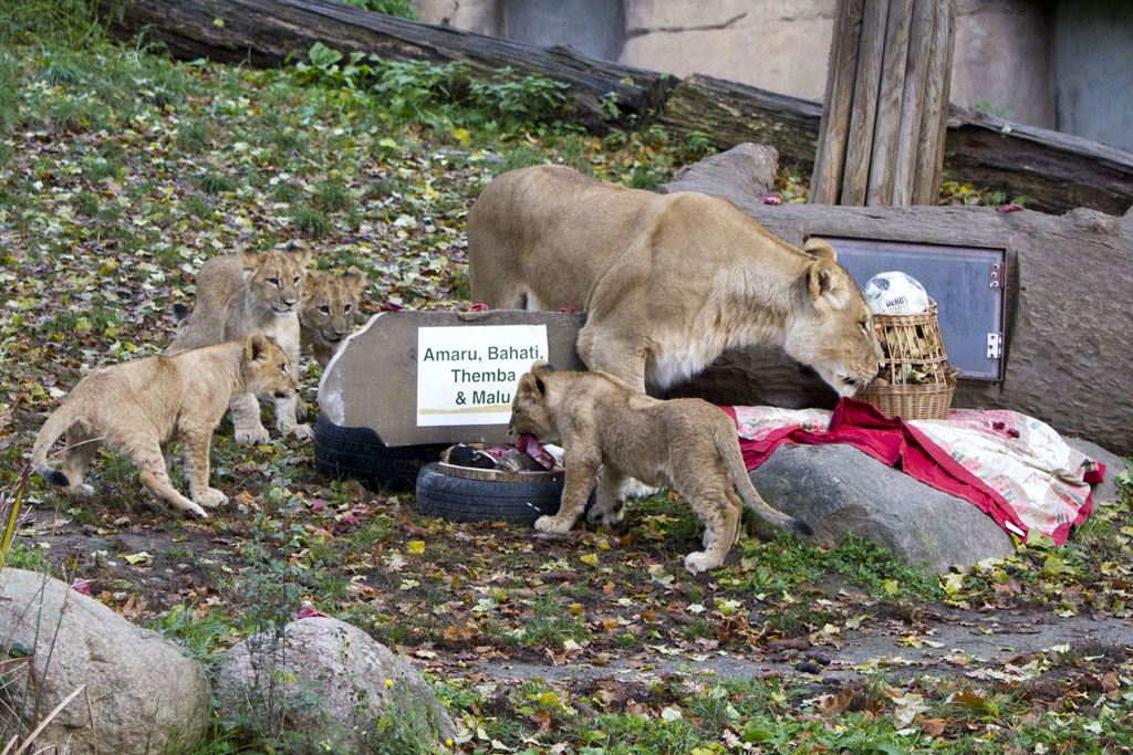 Kleine Löwenkater im Zoo Leipzig getauft