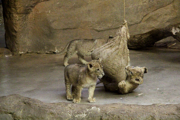 Zoo Leipzig bleibt ab 18.März 2020 geschlossen
