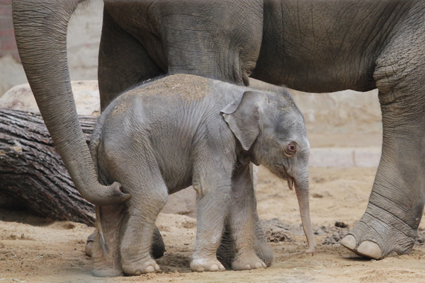 Elefantennachwuchs im Zoo Leipzig im Elefantenhaus zu sehen