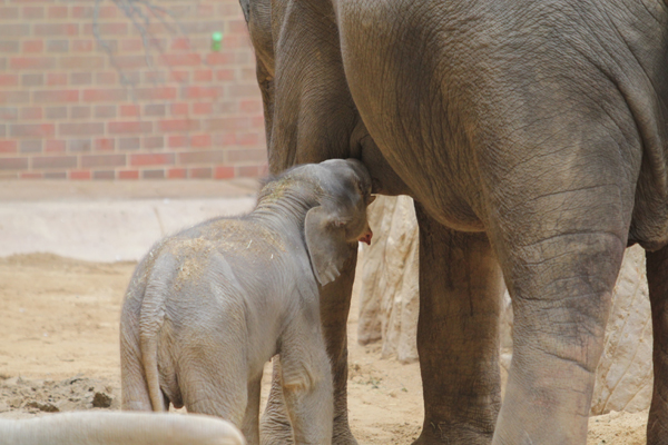 Elefantennachwuchs im Zoo Leipzig im Elefantenhaus zu sehen
