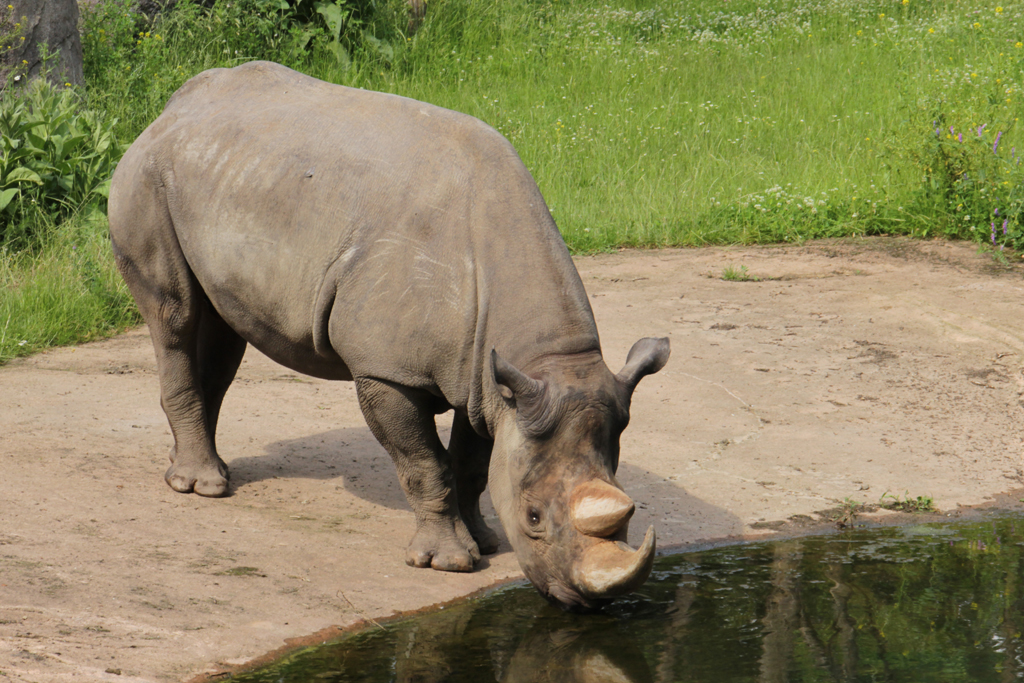 Zoo Leipzig verliert Nashornbullen Ndugu