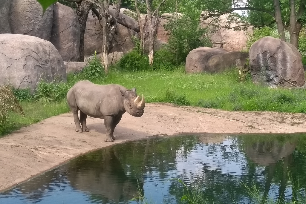 Zoo Leipzig hat wieder einen Nashornbullen