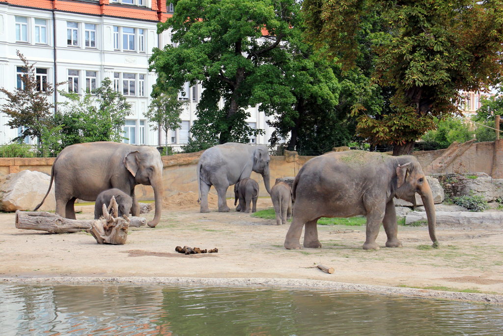 K!DZ-Riesenkinderfest am 16. September im Zoo Leipzig mit Elefantentaufe