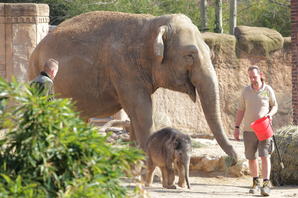 Neugierig erkundete das Elefantenkalb die neue Umgebung