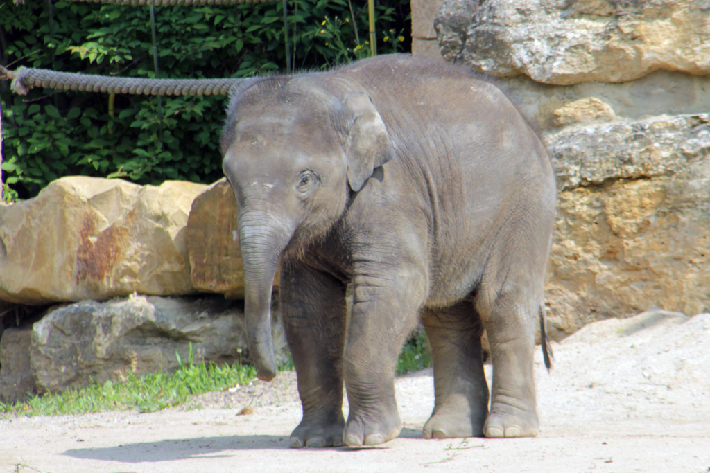 Zoo Leipzig: Elefantenbulle Kiran plötzlich gestorben