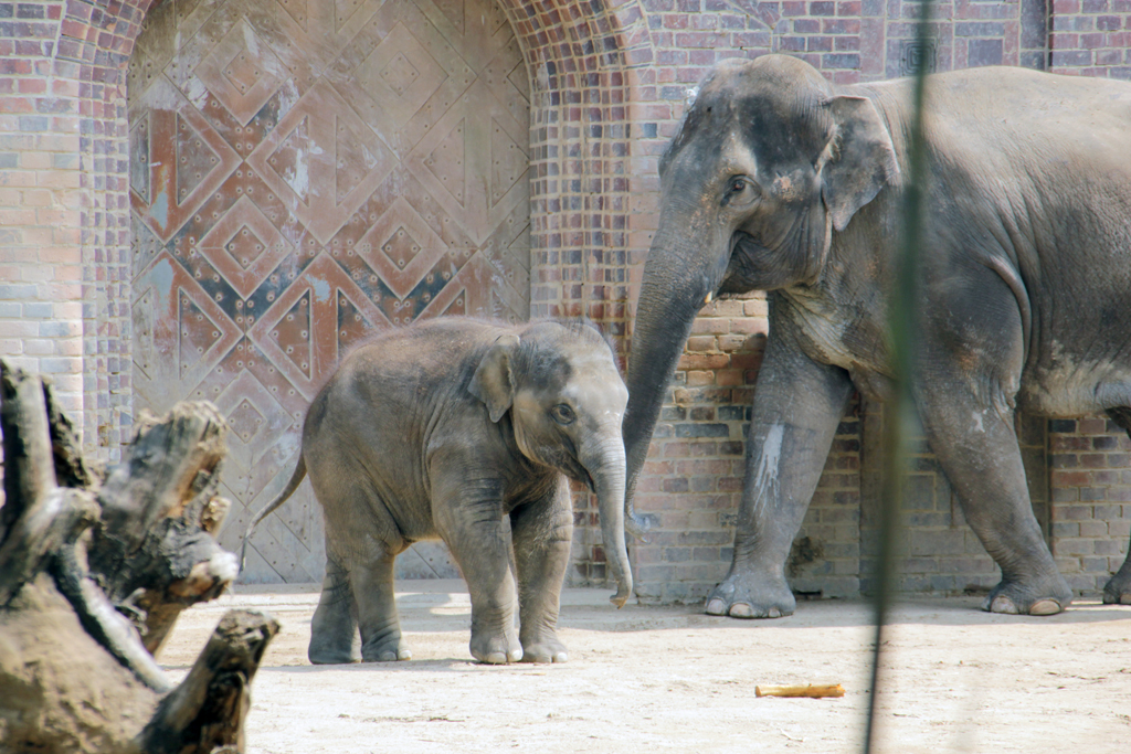 Kiran Anfang Juni auf der Außenanlage des Elefantentempels Ganesha Mandir