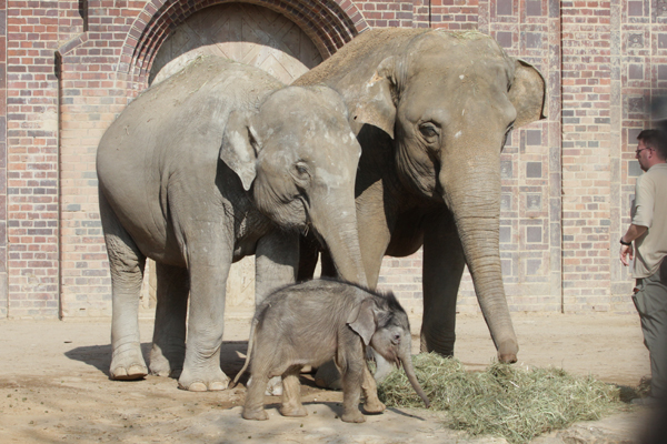 Einträchtig zeigten sich Rani und Don Chung mit dem kleinen Elefantenbullen