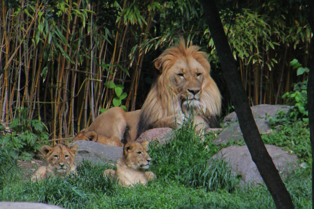 Majo und der Löwennachwuchs in der Löwensavanne Makasi Simba