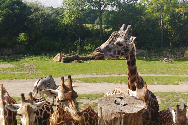Giraffenbulle Max im Zoo Leipzig gestorben