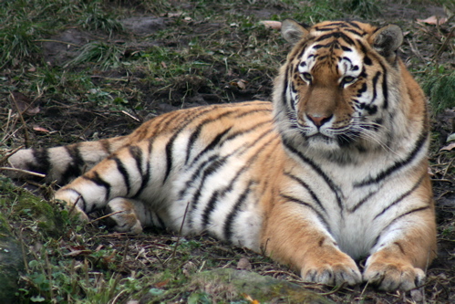 Tiger verletzt Pflegerin im Zoo von Aschersleben schwer