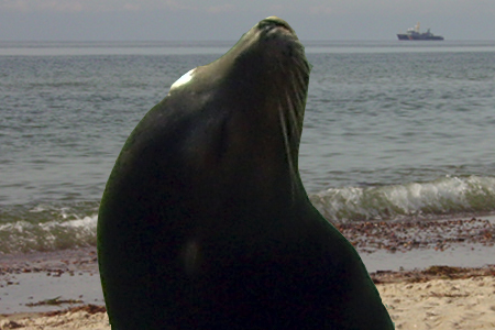 Wale und Seehunde an Meck-Pom´s Küste keine Seltenheit mehr… (Bild: Archiv)