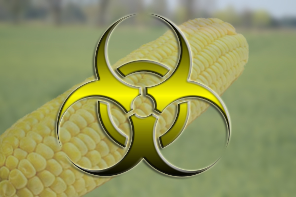 BUND begrüßt Gentech-Mais-Verbot in Deutschland