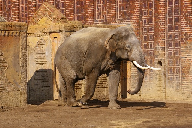 Elefantenbulle Mekong verlässt den Zoo Leipzig und hinterlässt ein Abschiedsgeschenk